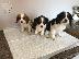PoulaTo: Βασιλιάς Charles Cavalier Pups